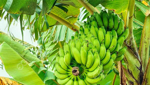 plátano
