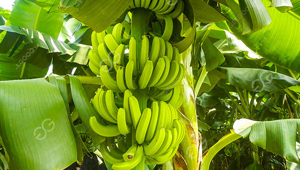 plátano entero congelado