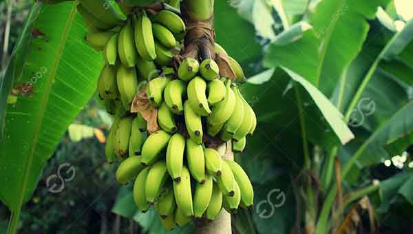 plantain
