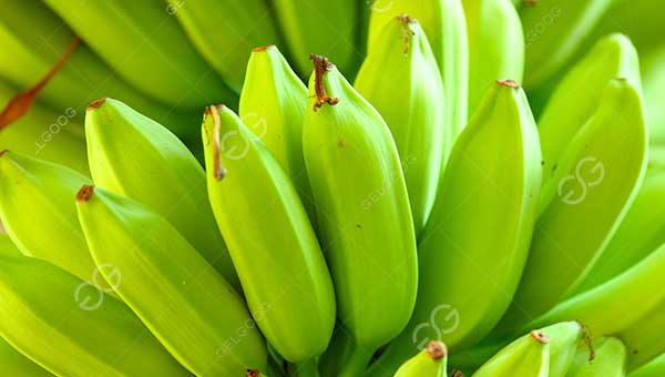 tendencias futuras de la industria del plátano