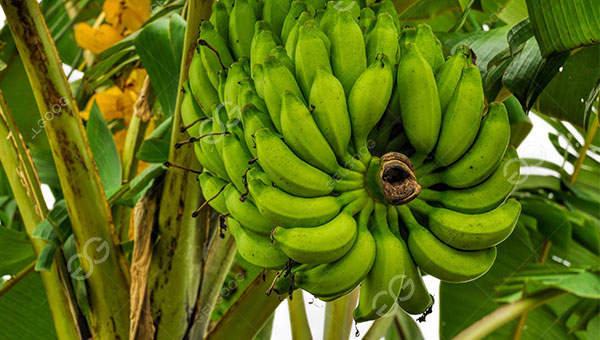 Proyecto de producción de harina de plátano en Bolivia
