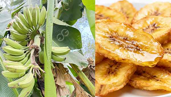 chips de plátano
